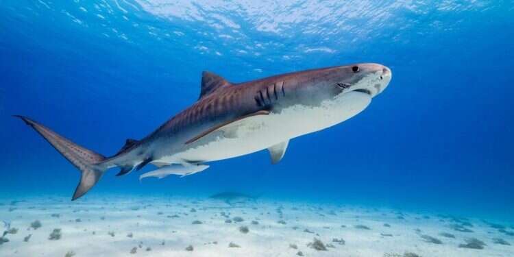 כוכב הלכת המופלא. באדיבות נטפליקס טבע פנטזיה וקומדיה: המלצות צפייה איכותיות לחופש הגדול לילדים ולנוער