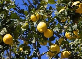 לימונערק – מתכון לקוקטייל פשוט ומרענן לימי הקיץ החמים