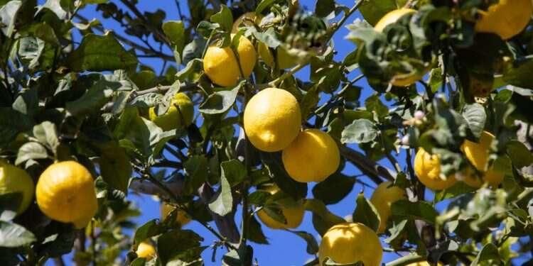 צילום: משה שי/פלאש 90 לימונערק – מתכון לקוקטייל פשוט ומרענן לימי הקיץ החמים