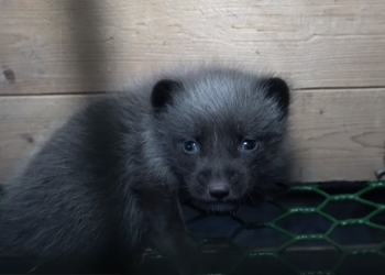 "צו חיסול": פינלנד משמידה 120,000 שועלים ומינקים שמגודלים בחוות