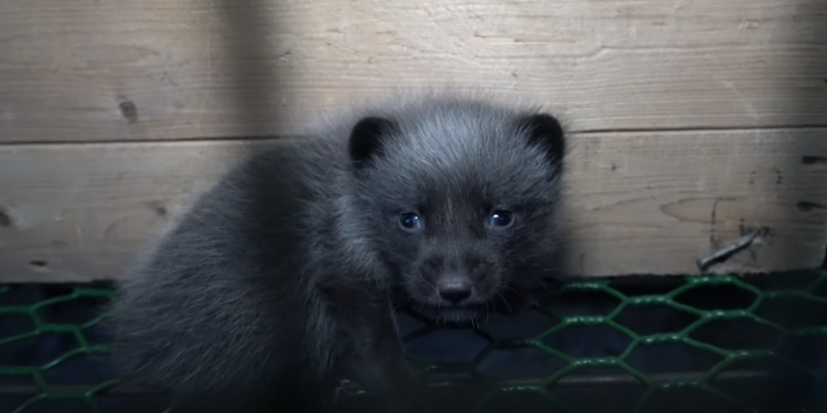 שועל בחוות גידול בפינלנד צילום מיוטיוב "צו חיסול": פינלנד משמידה 120,000 שועלים ומינקים שמגודלים בחוות