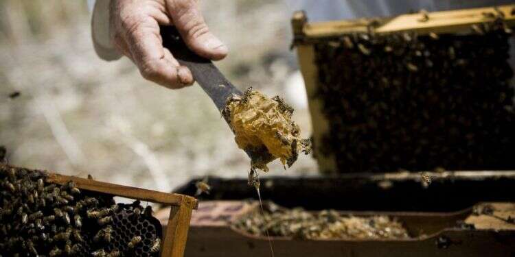 דבוראי במכוורת. אילוסטרציה. צילום: איי.אף.פי