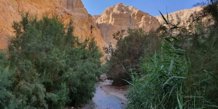 עין בוקק. צילום: check inout הליכה במים, חנייה בשפע ואטרקציות מסביב: מסלול לעין בוקק
