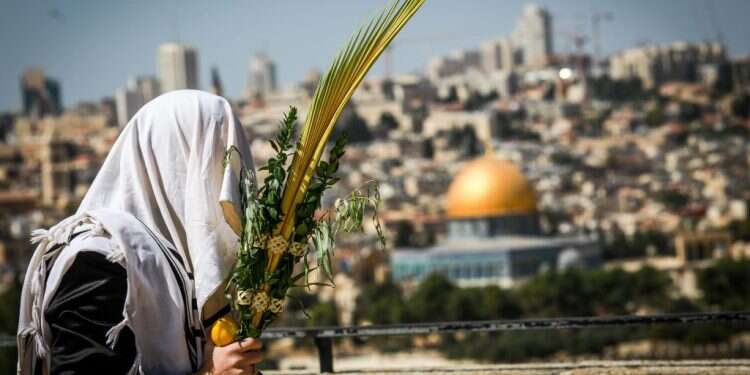 בירושלים ובמקומות נוספים בארץ ייטלו לולב בשבת: "העיר כבר שבה לתפארתה"