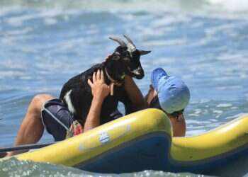 צמר רטוב: עיזים משמשות מדריכות לגלישת גלים באוקיינוס 