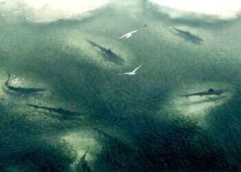 "המקום עם הכי הרבה כרישים בעולם": מסע בסירה מתנפחת הסתיים בנס