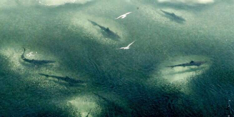 "המקום עם הכי הרבה כרישים בעולם": מסע בסירה מתנפחת הסתיים בנס