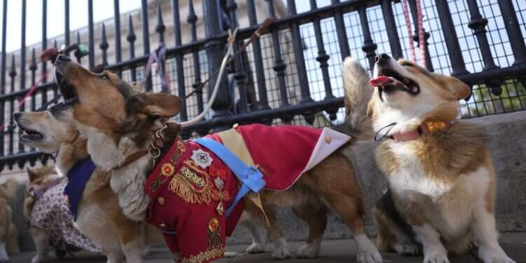 כלבי הקורגי מחוץ לארמון בקינגהאם באנגליה. צילום: Alastair Grant, AP שנה למותה: מצעד יוצא דופן התקיים לזכר המלכה אליזבת'