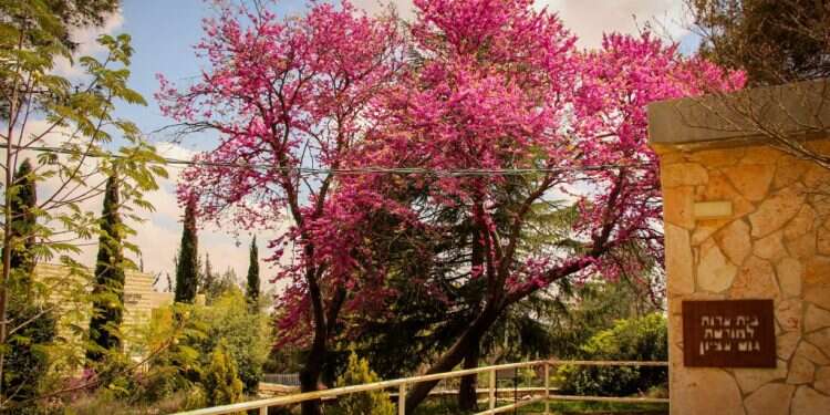 בית ספר שדה כפר עציון. צילום: גרשון אלינסון, פלאש 90 בטקס מרגש: 16 כיתות נחנכו לזכרם של נופלי כפר עציון