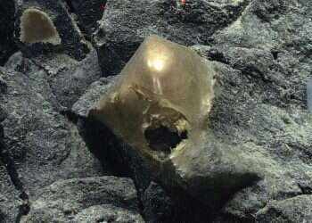 "ממקור ביולוגי": 'ביצת זהב' מסתורית נמצאה על קרקעית האוקיינוס