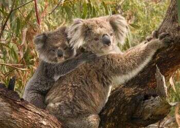 "צעד היסטורי קדימה": ממשלת אוסטרליה מנסה להציל את דובי הקואלה מהכחדה