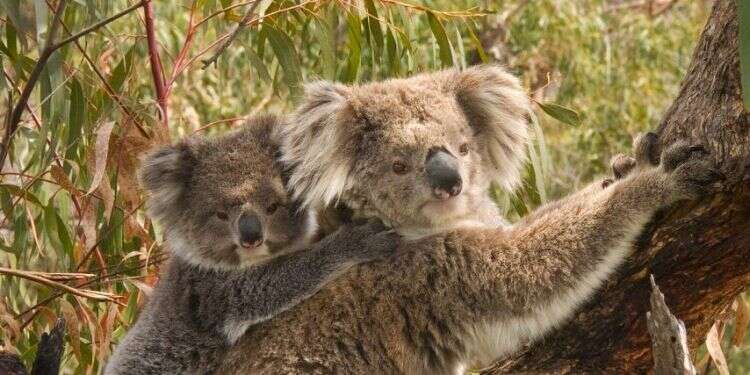 דוב קואלה וגור. צילום: By Benjamint444 - Own work, CC BY-SA 3.0,  "צעד היסטורי קדימה": ממשלת אוסטרליה מנסה להציל את דובי הקואלה מהכחדה