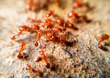 אש – על הפנים: זן פולשני ומסוכן של נמלים היגר לאירופה