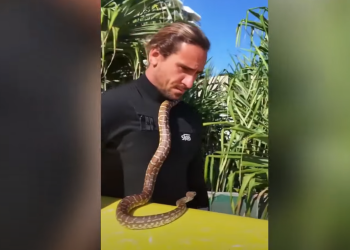 אוסטרלי נקנס לאחר שלקח את חית המחמד הקטלנית שלו לסיבוב על הגלים