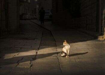 כל כך הרבה אנשים עצרו הכל כדי לדאוג לחתול אפור קטנטן ומבוהל