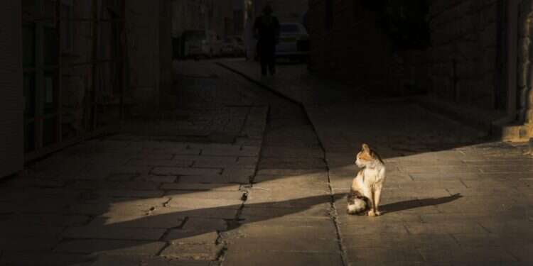 צילום: דוד כהן/פלאש90 כל כך הרבה אנשים עצרו הכל כדי לדאוג לחתול אפור קטנטן ומבוהל