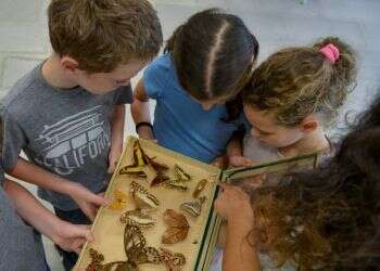 פסטיבל הצגות לילדים, מתחמי נינג'ה וחוקרי חלל צעירים: פעילויות לסוכות לכל המשפחה