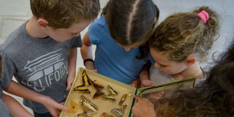 מוזיאון הטבע עש שטיינהרדט. צילום: שי בן אפרים פסטיבל הצגות לילדים, מתחמי נינג'ה וחוקרי חלל צעירים: פעילויות לסוכות לכל המשפחה