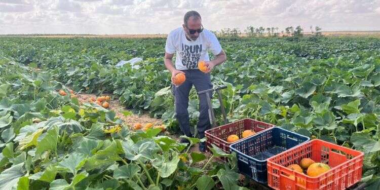 התנדבות בשדות. צילום: השומר החדש התנדבות בשדות ושמירות על משקים: היוזמות שעוזרות לשמור על החקלאות