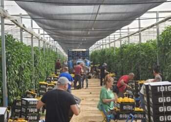 התנדבות בשדות ושמירות על משקים: היוזמות שעוזרות לשמור על החקלאות