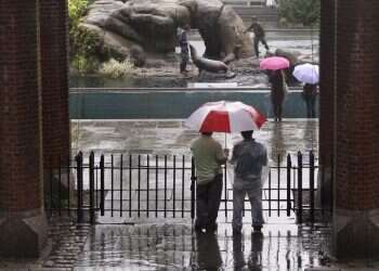 מדגסקר, הגרסה האמיתית: אריה ים ברח מגן החיות בניו יורק