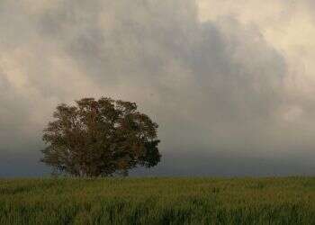 עץ באזור לכיש.