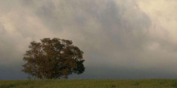 עץ באזור לכיש.