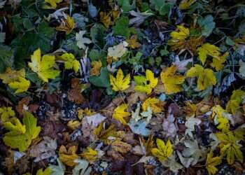 היום סיכוי לגשם, קריר בשמחת תורה: תחזית מזג האוויר