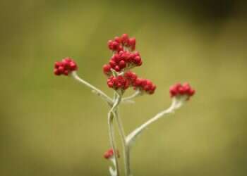 דם המכבים. צילום: יונתן זינדל, פלאש 90  7 שאלות שתשאלו את עצמכם כדי לתפקד בתוך האבל הלאומי
