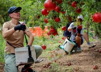 מעבודה חקלאית ועד תמיכה בנוער: מקומות ברחבי הארץ שבהם ניתן להתנדב
