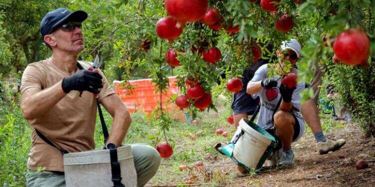 מעבודה חקלאית ועד תמיכה בנוער: מקומות ברחבי הארץ שבהם ניתן להתנדב