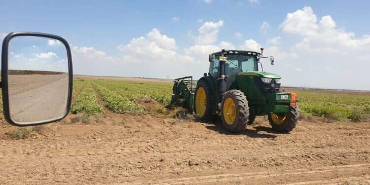 אנחנו זורעים כי יש בנו תקווה ואמונה. שדות הבוטנים בקיבוץ סעד. צילום: איתן הימן