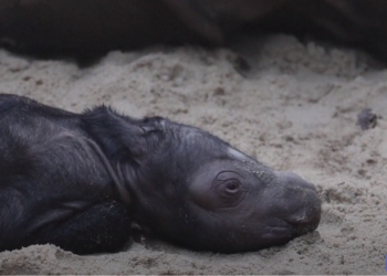 נשארו רק 80: גורה חדשה נולדה למין שנמצא בסכנת הכחדה