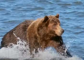 "אנחנו רואים יותר התקפות": דוב גריזלי תקף והרג שני מטיילים בקנדה