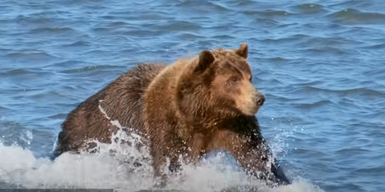 דוב גריזלי, אילוסטרציה צילום מסך מיוטיוב "אנחנו רואים יותר התקפות": דוב גריזלי תקף והרג שני מטיילים בקנדה