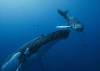 כמה שעות של הפוגה: בתי הקולנוע חוזרים לפעילות, ואיתם סרטים חדשים