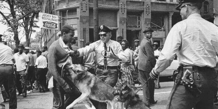 הדיכוי קיבל פנים אלימות ואכזריות. תלמיד תיכון מותקף על ידי כלב משטרה במהלך הפגנה לזכויות האזרח בברמינגהם, 1963. צילום: איי.פי