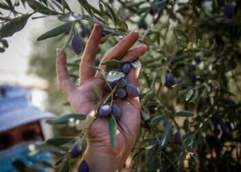 "מאות נשים ביישוב חשות שהופקרו, לא למדנו כלום" | במגדלים דורשים לעצור את המסיק