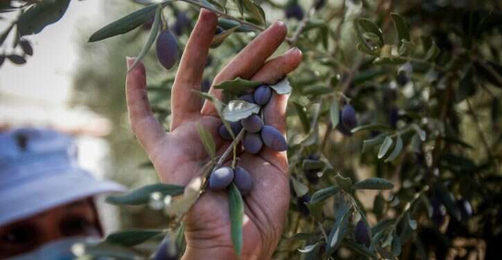 מסיק זיתים. צילום: נאסר אישטח, פלאש 90  "מאות נשים ביישוב חשות שהופקרו, לא למדנו כלום" | במגדלים דורשים לעצור את המסיק