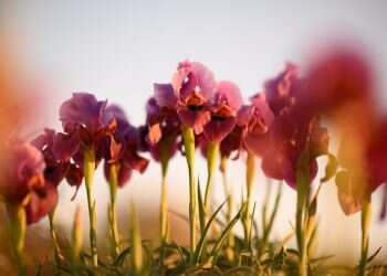 תחזית מזג האוויר