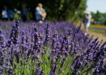 טמפרטורות גבוהות: תחזית מזג אויר