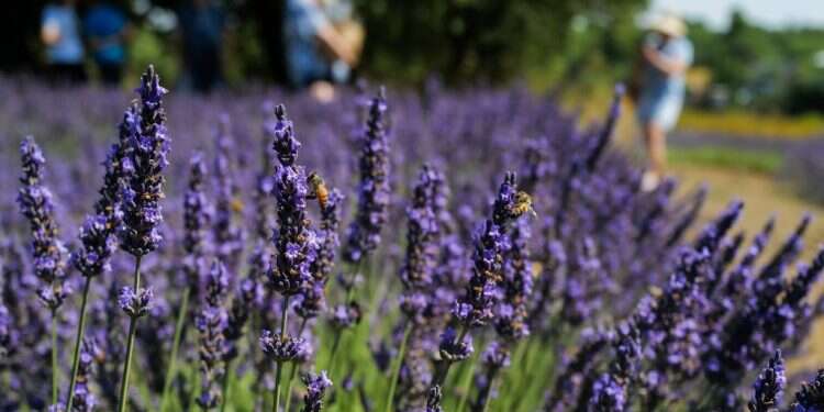 שדות לבנדר בקיבוץ עין זיוון. צילום מיכאל גלעדי/פלאש90 טמפרטורות גבוהות: תחזית מזג אויר