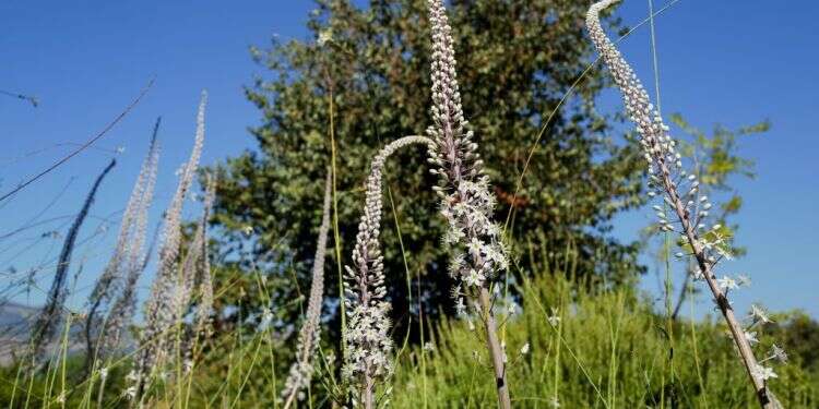 נבלים פורחים ברמת הגולן. צילום: מיכאל גלעדי/פלאש מעונן וחם: תחזית מזג אויר