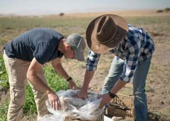 המזרח הפרוע: ״אנחנו הארגון הנוצרי היחיד שנמצא בפיקוח רבני"