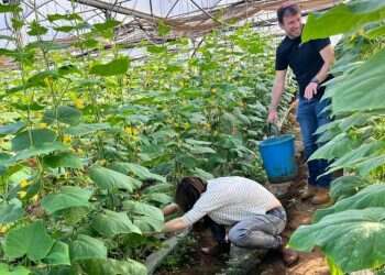 כשבבוקר קוטפים מלפפונים – מעריכים הרבה יותר את הסלט בערב