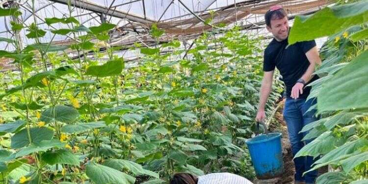 כשבבוקר קוטפים מלפפונים – מעריכים הרבה יותר את הסלט בערב