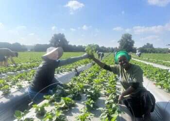 חיבור דרך האדמה: עולים חדשים מתנדבים בחקלאות כחלק מהמאמץ מלחמתי