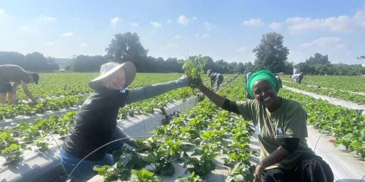 חיבור דרך האדמה: עולים חדשים מתנדבים בחקלאות כחלק מהמאמץ מלחמתי