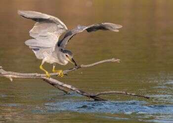 עפים לגבהים חדשים