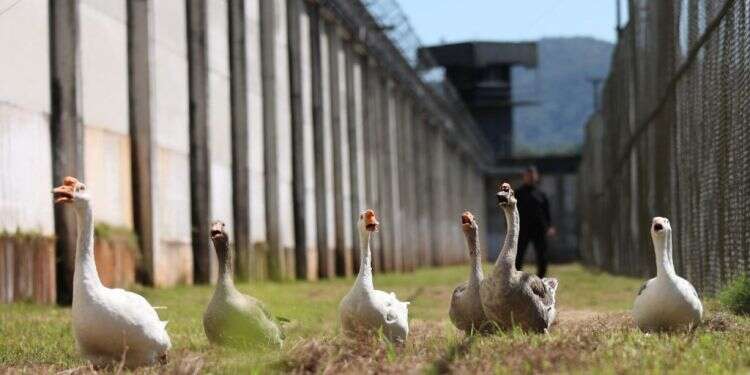 אווזים מפטרלים מסביב לבית הכלא בברזיל. צילום: Anderson Coelho, רויטרס אווזים מפטרלים מסביב לבית הכלא בברזיל